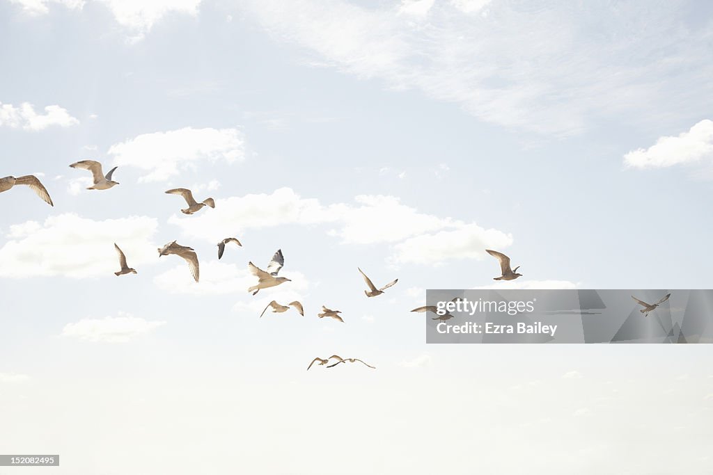 Sea guls in flight