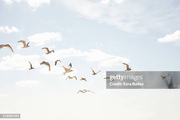sea guls in flight - sea bird stock pictures, royalty-free photos & images
