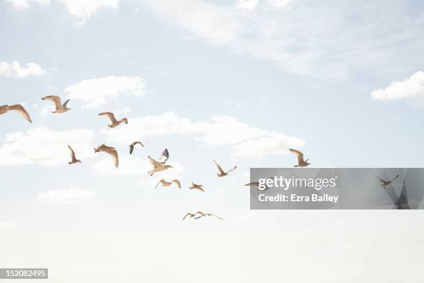 sea guls in flight - flock of birds stock pictures, royalty-free photos & images