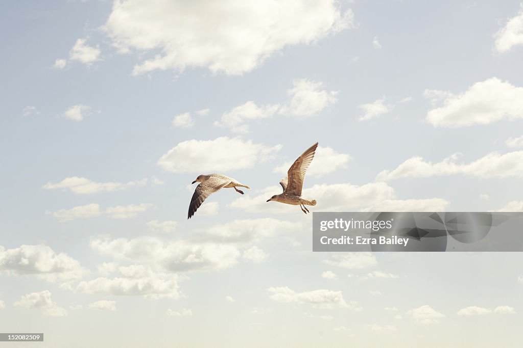 Two Seaguls flying