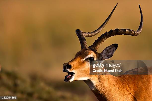 male impala - impala foto e immagini stock