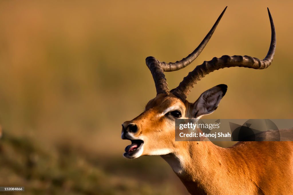Male Impala