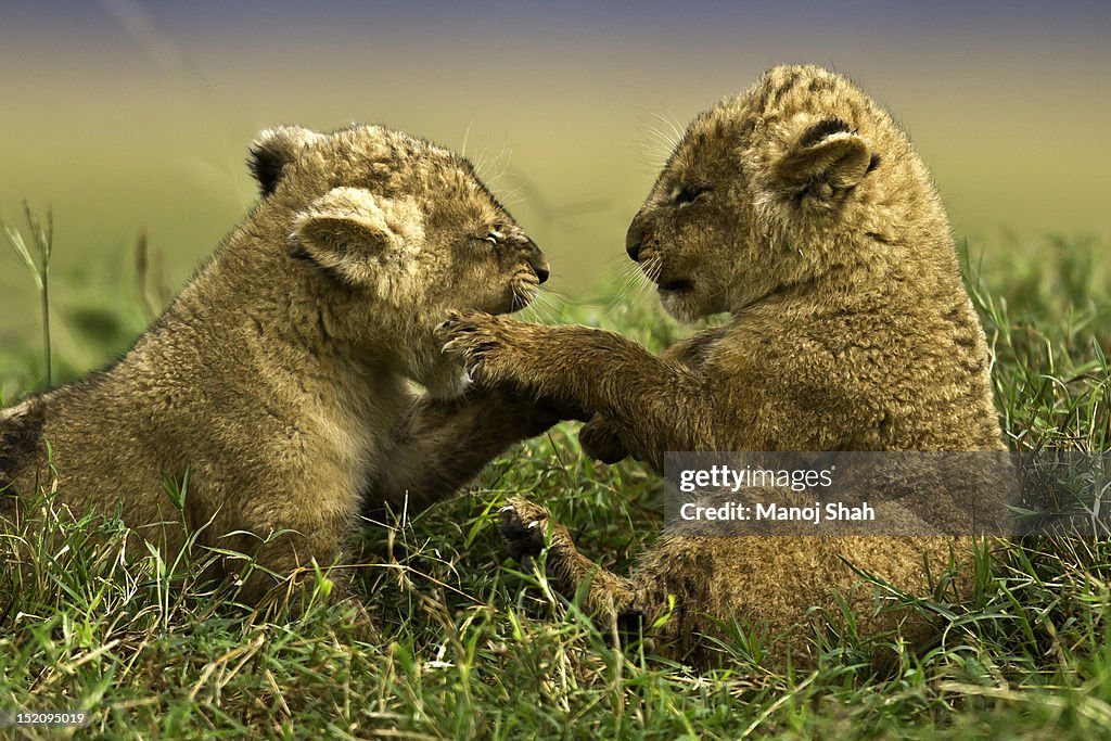 Lion Cubs playing