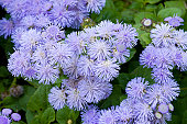 Ageratum blue flowers
