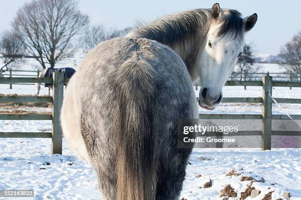 wunderschöne gesprenkeltes grau pferd schaut zurück in richtung der kamera - grautier pferdeartige stock-fotos und bilder
