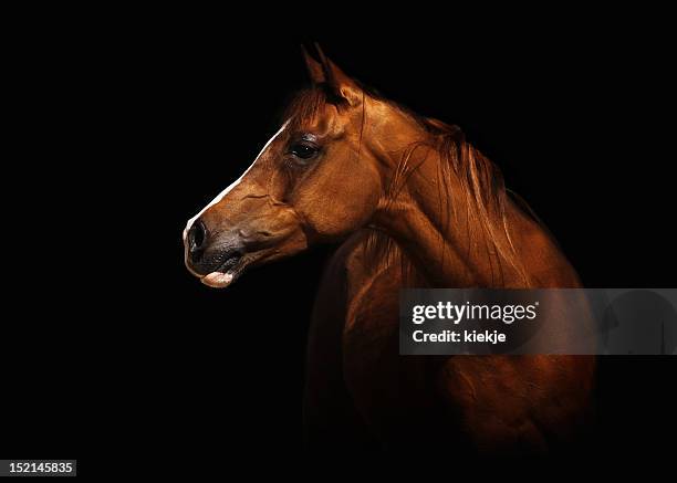 arabian mare - stallion stock pictures, royalty-free photos & images