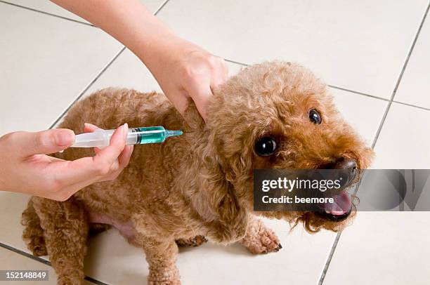 poodle vaccination shot - rabies stock pictures, royalty-free photos & images