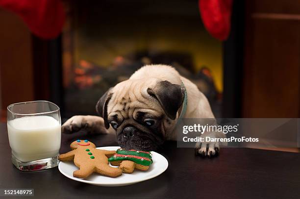 puppy stealing christmas cookies - christmas dogs stock pictures, royalty-free photos & images