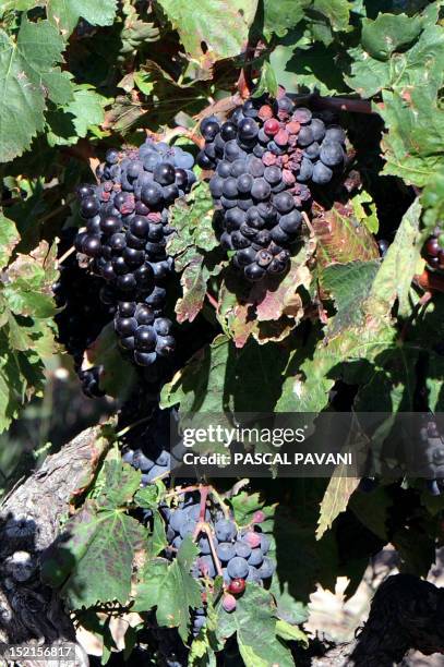 Picture taken on September 16, 2012 shows grapes on a vine in a vineyard in Lezignan, known as the capital of the wine-making region Les Corbieres,...