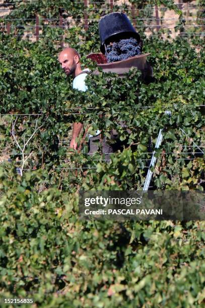 Picture taken on September 16, 2012 shows people at work during grape harvest in a vineyard in Lezignan, known as the capital of the wine-making...