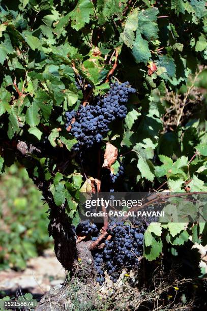 Picture taken on September 16, 2012 shows grapes on a vine in a vineyard in Lezignan, known as the capital of the wine-making region Les Corbieres,...