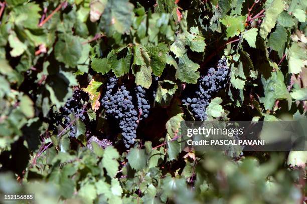 Picture taken on September 16, 2012 shows grapes on a vine in a vineyard in Lezignan, known as the capital of the wine-making region Les Corbieres,...