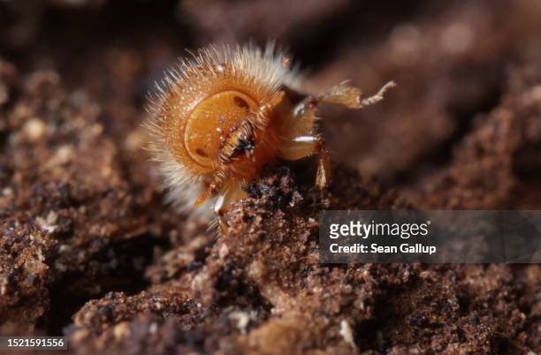 Young European spruce bark beetle walks along the inner side of bark pulled from an infested spruce tree in the state of Saxony on July 06, 2023 near...