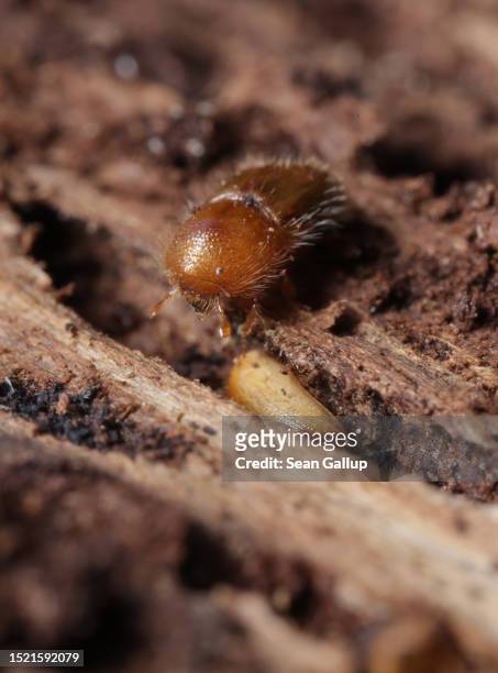 Young European spruce bark beetle walks along the inner side of bark pulled from an infested spruce tree in the state of Saxony on July 06, 2023 near...