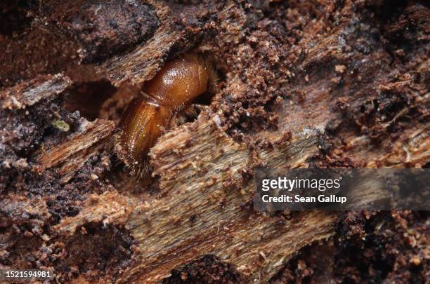 Young European spruce bark beetle lies nestled in the inner side of bark pulled from an infested spruce tree in the state of Saxony on July 06, 2023...