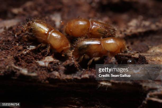 Young European spruce bark beetles walk along the inner side of bark pulled from an infested spruce tree in the state of Saxony on July 06, 2023 near...
