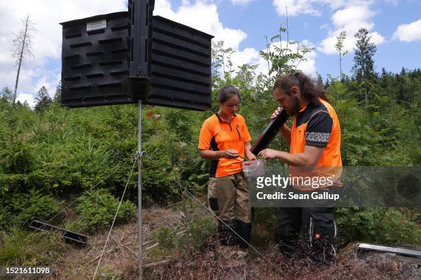 Trainees of the Saxony state forests, Sachsenforst, empty traps for European spruce bark beetles in a forest on July 06, 2023 near Falkenau, Germany....