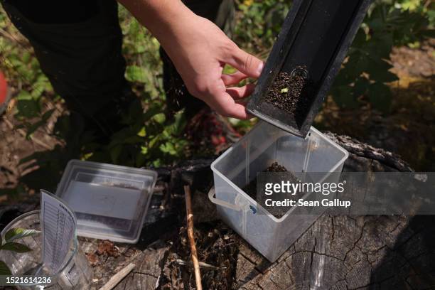 Trainee of the Saxony state forests, Sachsenforst, empties a trap containing European spruce bark beetles in a forest on July 06, 2023 near Falkenau,...