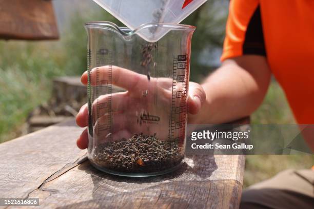 Trainee of the Saxony state forests, Sachsenforst, dumps European spruce bark beetles into a container for counting during bark beetle monitoring in...
