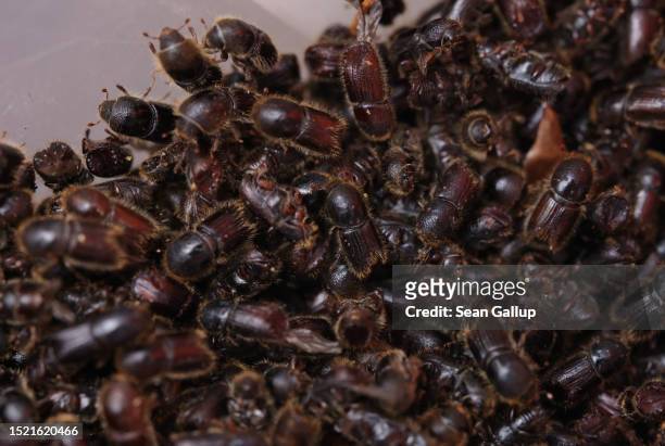 European spruce bark beetles lie in a container for counting after they were trapped by employees of the Saxony state forests, Sachsenforst, during...