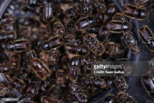 European spruce bark beetles lie in a trap during bark beetle monitoring by employees of the Saxony state forests, Sachsenforst, in a forest on July...