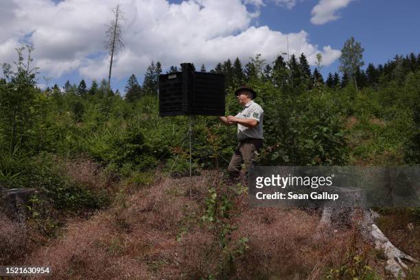 Thomas Vogel, a forest ranger of the Saxony state forests, Sachsenforst, checks a trap used to monitor European spruce bark beetles in a forest on...