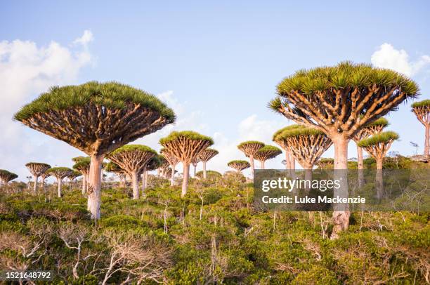 dragon blood trees - dragon blood tree stock pictures, royalty-free photos & images