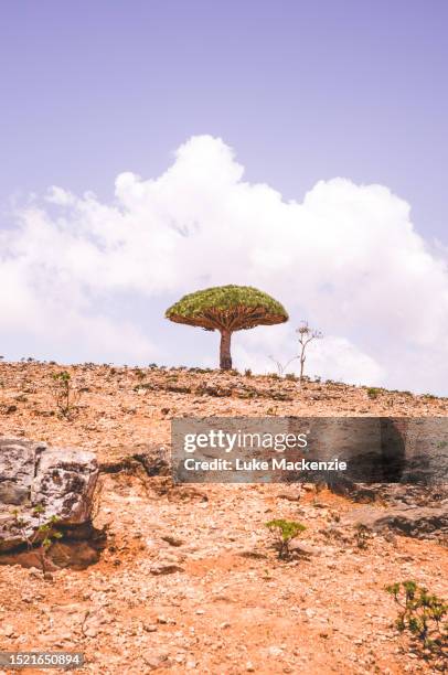 lone dragon blood tree - dragon blood tree stock pictures, royalty-free photos & images