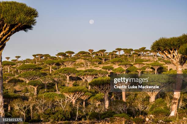 moonrise dragon blood trees - dracaena draco stock pictures, royalty-free photos & images