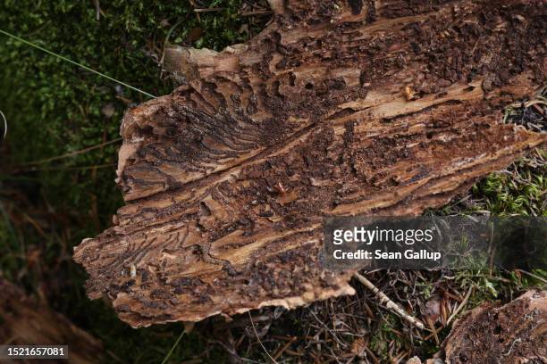 Burrows created by European spruce bark beetles course across the inner side of bark pulled from an infested spruce tree in a forest in the state of...