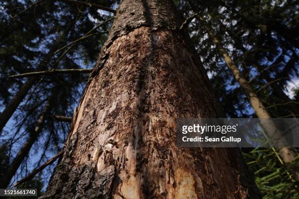 Spruce tree, with portions of its bark infested by European spruce bark beetles removed by a forest ranger, stands in a forest in the state of Saxony...