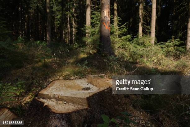 Spruce tree infested by European spruce bark beetles stands marked with orange paint next to the stump of another infested tree cut down for removal...