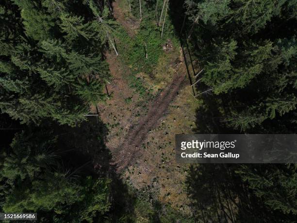 In this aerial view a bare patch shows where forest rangers have removed spruce trees infested by European spruce bark beetles in an attempt to...