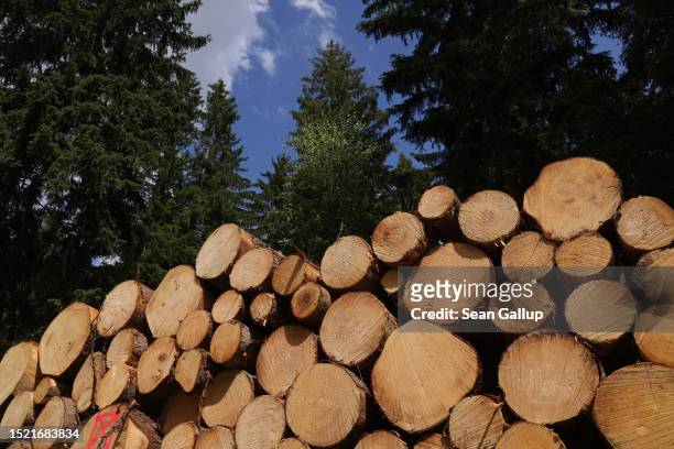 Spruce trees felled due to infestation by European spruce bark beetles lie ready for removal in a forest in the state of Saxony on July 06, 2023 near...