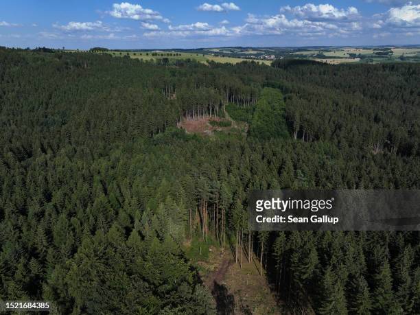 In this aerial view bare patches show where forest rangers have removed spruce trees infested by European spruce bark beetles in an attempt to...