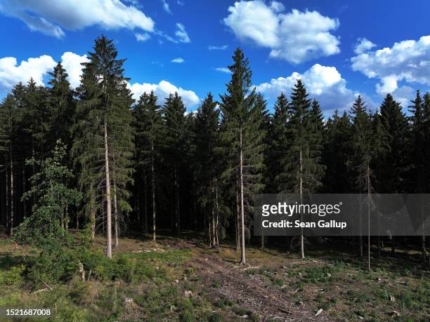 In this aerial view spruce trees stand in an area where nearby trees were infested by European spruce bark beetles and removed in an attempt to...