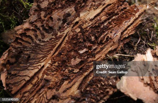 Insect Burrow Beetle Burrow Photos and Premium High Res Pictures - Getty Images