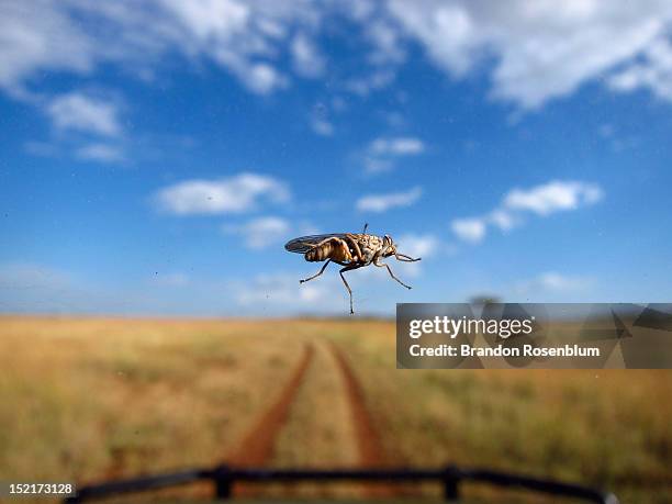 tsetse fly on windshield - tsetse fly - fotografias e filmes do acervo