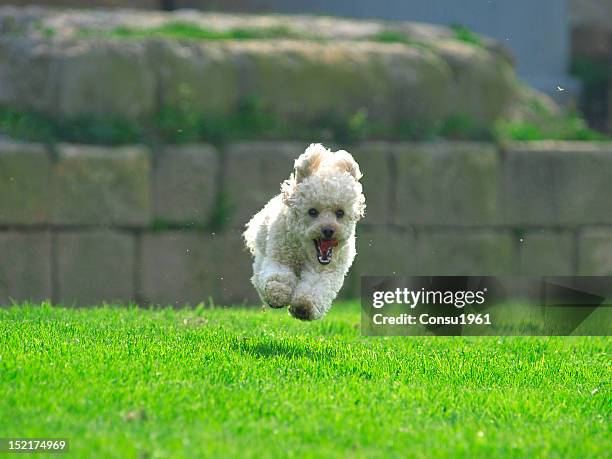 running - standard poodle stock pictures, royalty-free photos & images