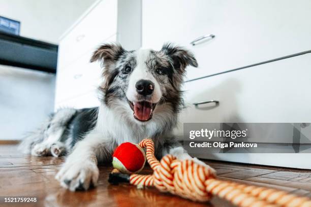 cute border collie dog lying with pet toy and looking at camera at home. - ausrüstung für tiere stock-fotos und bilder