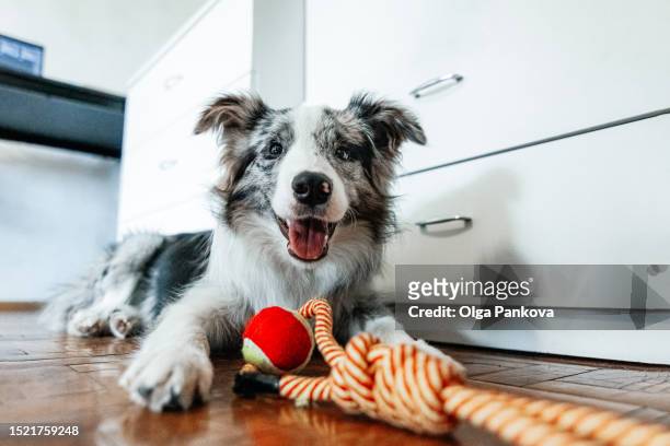 cute border collie dog lying with pet toy and looking at camera at home. - dog's toy fotografías e imágenes de stock