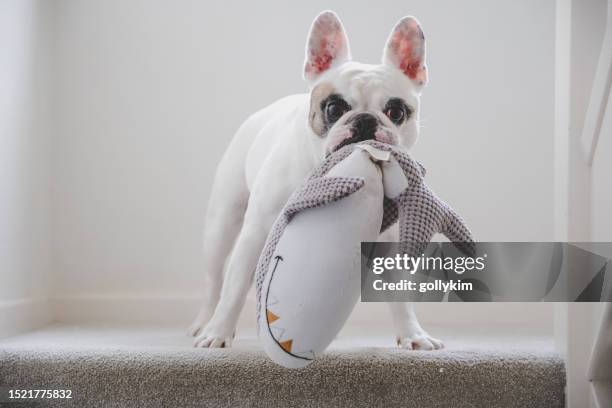 cute frenchie dog play time - toy animal stock pictures, royalty-free photos & images