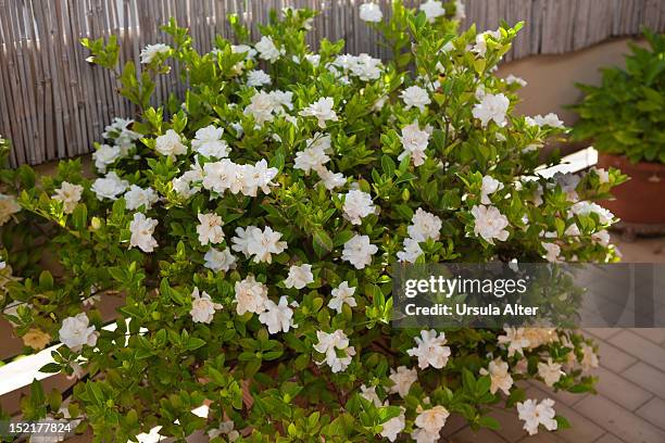 gardenias - gardenia stock pictures, royalty-free photos & images