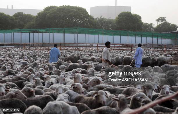 Pakistani labourers take care of infected sheep at a farm in Bin Qaisim town, some 50 kilometres southwest of Karachi on September 17, 2012. Pakistan...