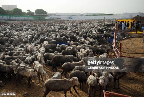 Pakistani labourers take care of infected sheep at a farm in Bin Qaisim town, some 50 kilometres southwest of Karachi on September 17, 2012. Pakistan...