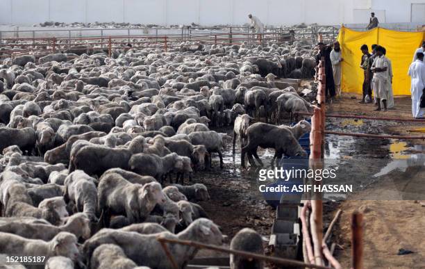 Pakistani labourers take care of infected sheep at a farm in Bin Qaisim town, some 50 kilometres southwest of Karachi on September 17, 2012. Pakistan...