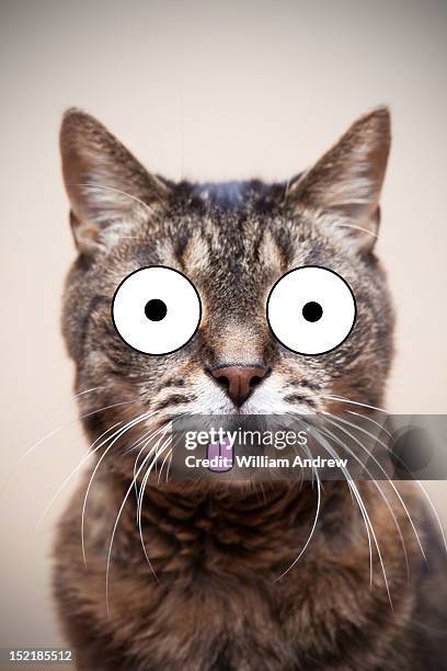 bildbanksillustrationer, clip art samt tecknat material och ikoner med crazy cat with illustrated face - spräcklig katt