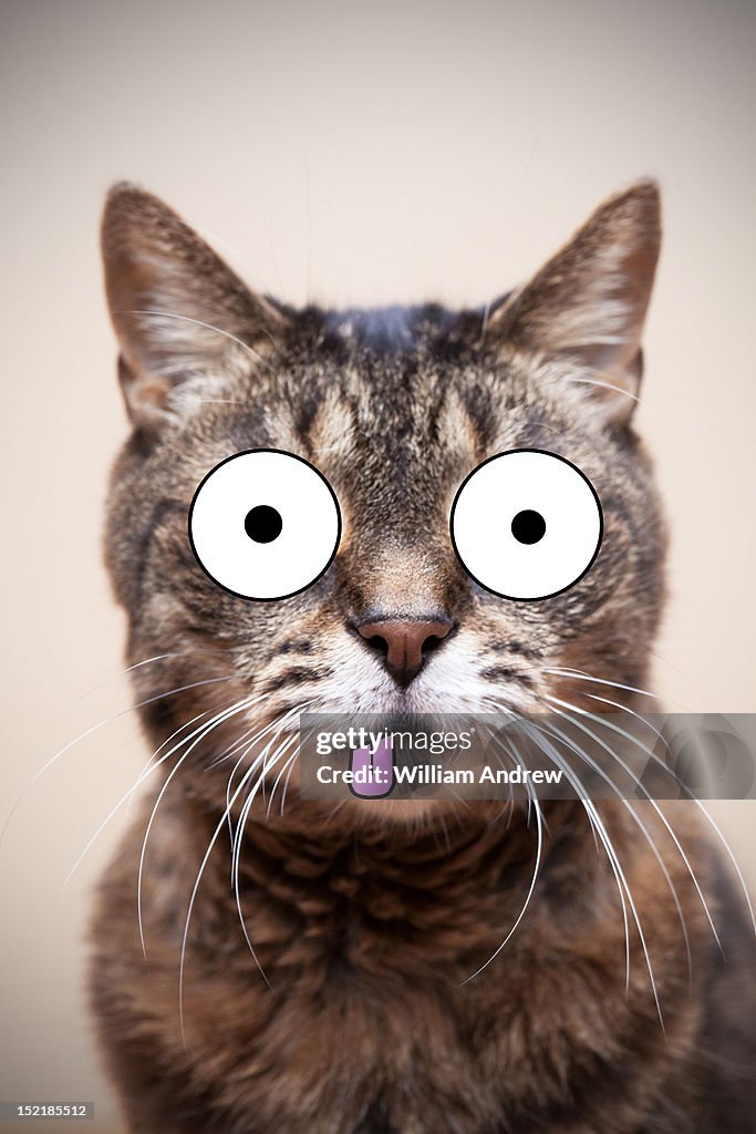 Crazy cat with illustrated face