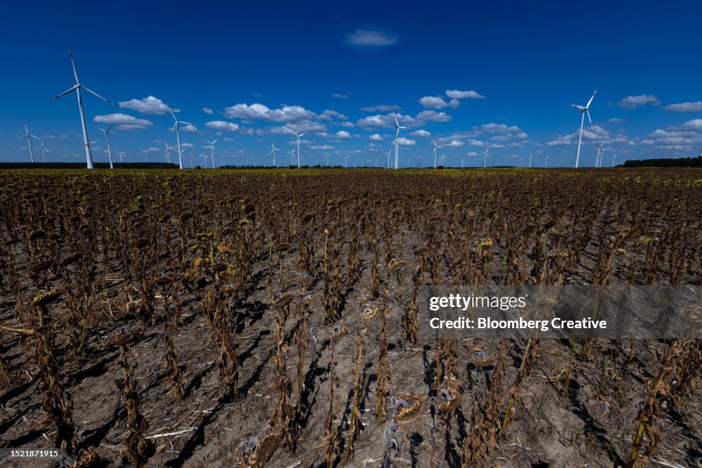A Field Of Dried Sunflowers