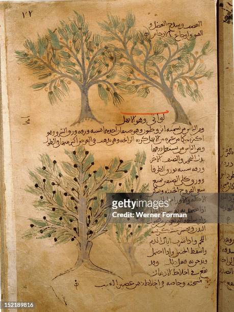 Folio 22r of the Arabic version of Dioscorides De Materia Medica, Juniperus sabina . Islamic. 987 990. Samarkand.